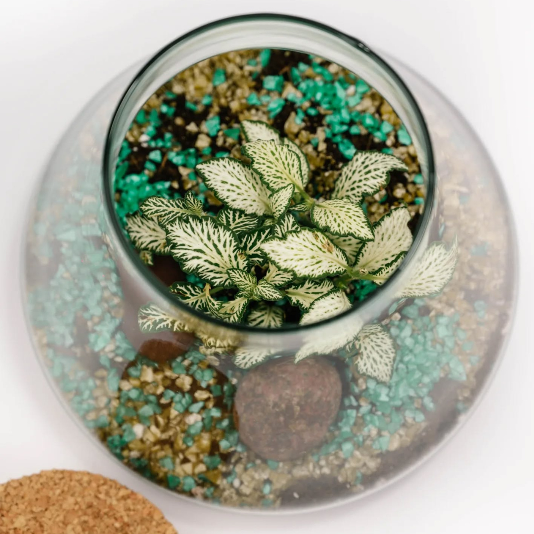 Terarij Ljevak - Slika 3