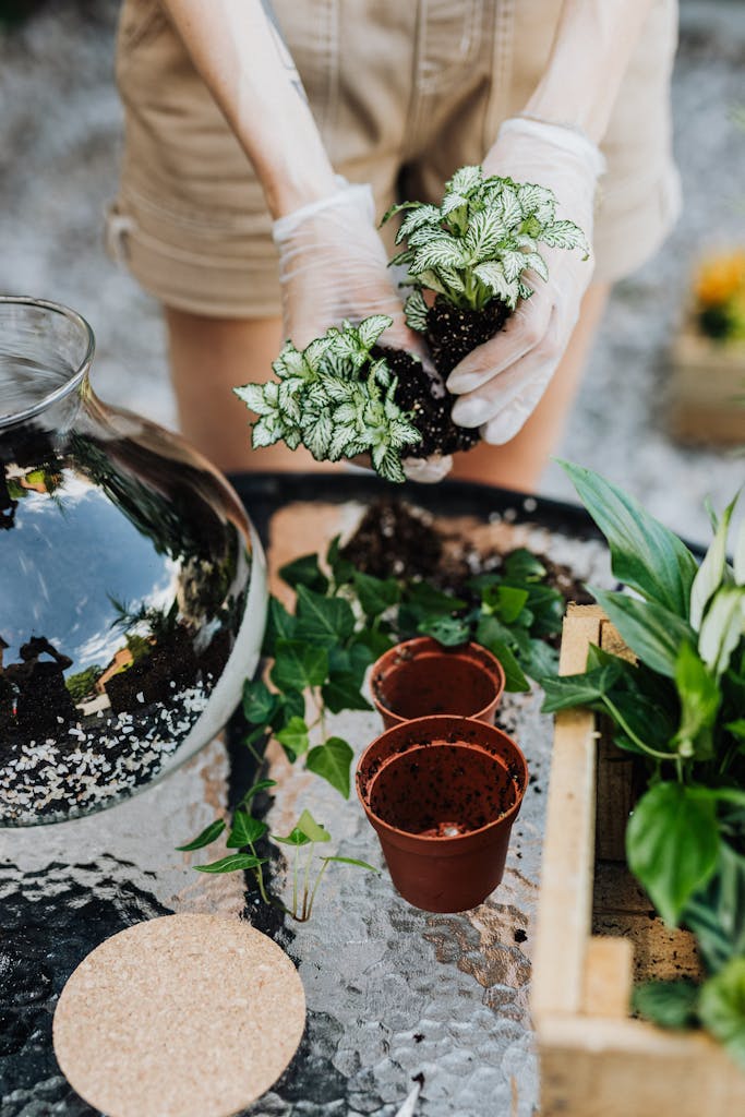 Person repotting plants with a terrarium and gardening tools on a table outdoors.